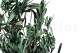 Preserved Olive Branch 7