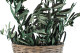 Preserved Olive Branch - Bunch - Green 8