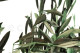 Preserved Olive Branch - Bunch - Green 9
