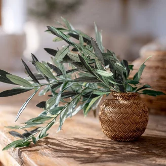 Preserved Olive Branch
