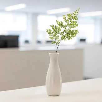 Preserved Lutti Fern (set of 6)