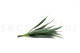 Artificial Yucca - 3 Stems - Green 6