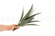 Artificial Yucca - 3 Stems - Green 3