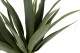 Artificial Yucca - 3 Stems - Green 2