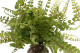 Artificial Fern Spray - 3 Stems - Green 2