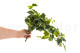 Artificial Hanging Variegated Ivy - 2 Stems - Green 4