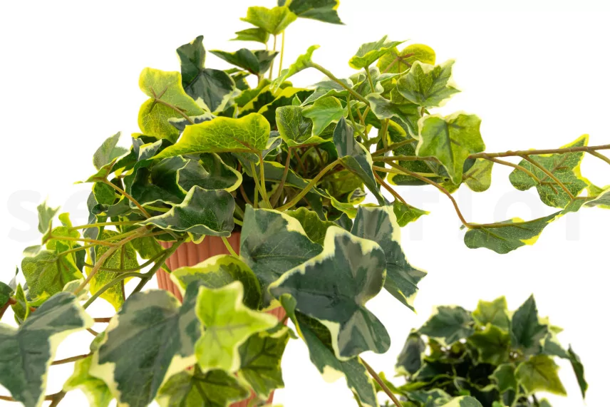 Artificial Hanging Variegated Ivy - 2 Stems - Green