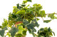 Artificial Hanging Variegated Ivy - 2 Stems - Green 2