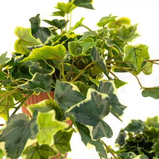 Artificial Trailing Variegated Ivy (set of 2)