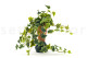 Artificial Trailing Variegated Ivy (set of 2) 3