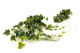 Artificial Hanging Variegated Ivy - 2 Stems - Green 5