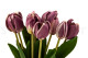 Artificial Real Touch Two-Toned Tulip Mauve & Cream (set of 10) 2