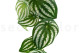 Artificial Watermelon Peperomia Garland - Green 2