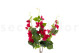Artificial Bougainvillea - 3 Stems - Fuchsia 4