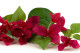 Artificial Bougainvillea - 3 Stems - Fuchsia 2