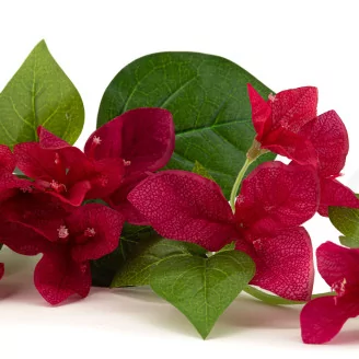 Artificial Bougainvillea Fuchsia (set of 3)
