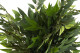 Artificial Green Leaves Spray - 6 Stems 2