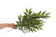 Artificial Green Leaves Spray - 6 Stems 3