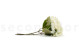 Faux Hydrangea - 2 Stems - Cream 7