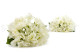 Faux Hydrangea - 2 Stems - Cream 6