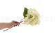 Faux Hydrangea - 2 Stems - Cream 5
