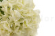 Faux Hydrangea - 2 Stems - Cream 2