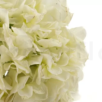 Artificial Hydrangea Cream (set of 2)