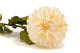 Artificial Dahlia - 4 Stems - Ivory 2
