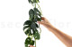 Artificial Monstera Garland - Green 2