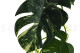 Artificial Monstera Garland - Green 3