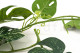 Artificial Monstera Garland - Green 6