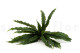 Artificial Bird Nest Fern Bush - Green 3