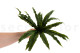 Artificial Bird Nest Fern Bush - Green 4