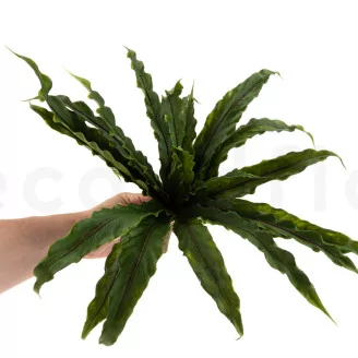 Artificial Bird Nest Fern Bush
