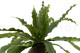 Artificial Bird Nest Fern Bush - Green 2