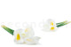 Artificial Real Touch Calla Lily - 6 Stems - White 4