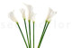 Artificial Real Touch Calla Lily - 6 Stems - White 3
