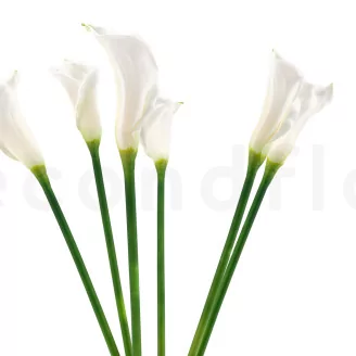 Artificial Real Touch Calla Lily White (set of 6)
