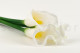 Artificial Real Touch Calla Lily - 6 Stems - White 2