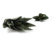 Artificial Aloe Green (set of 2) 7