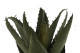 Artificial Aloe - 2 Stems - Green 2