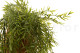 Artificial Trailing Asparagus 2