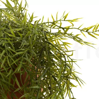 Artificial Trailing Asparagus