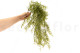 Artificial Trailing Asparagus 3