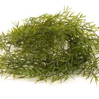 Artificial Trailing Asparagus