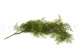 Artificial Trailing Asparagus 5