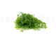 Artificial Trailing Mini Leaf Bush (set of 2) 6