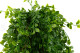 Artificial Trailing Mini Leaf Bush (set of 2) 2