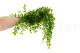Artificial Trailing Mini Leaf Bush (set of 2) 4