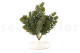 Artificial Sedum - 3 Stems - Green 3